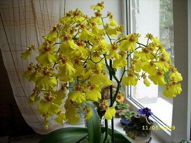 Oncidium8