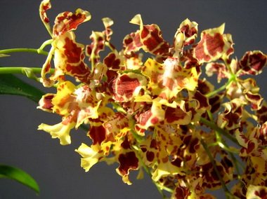 Oncidium9