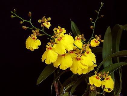 OncidiumAloha1
