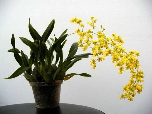 OncidiumCheirophorum2