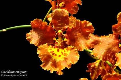 OncidiumCrispum1