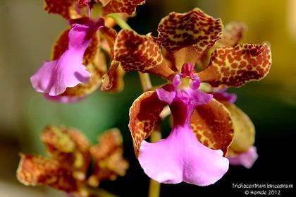 OncidiumLanceanum2