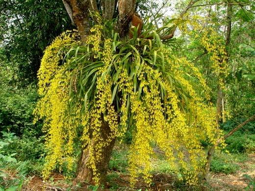 OncidiumSphacelatum1