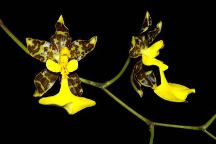 OncidiumUnguiculatum1