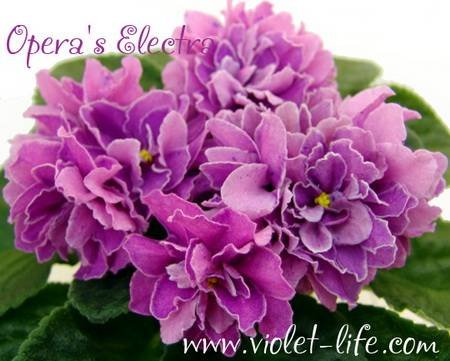 Opera'sElectra4