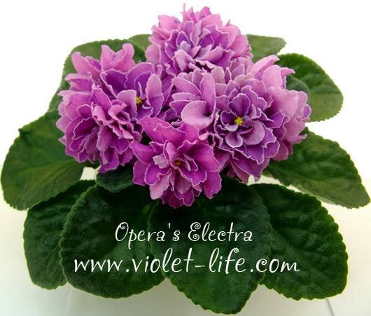 Opera'sElectra5