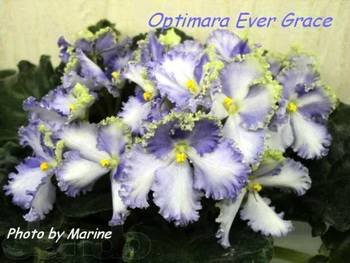 OptimaraEverGrace3