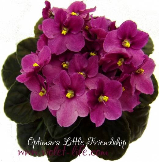 OptimaraLittleFriendship5