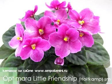 OptimaraLittleFriendship8