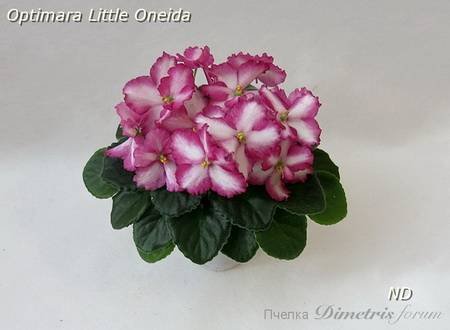 OptimaraLittleOneida4