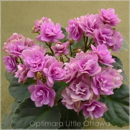 OptimaraLittleOttawa6