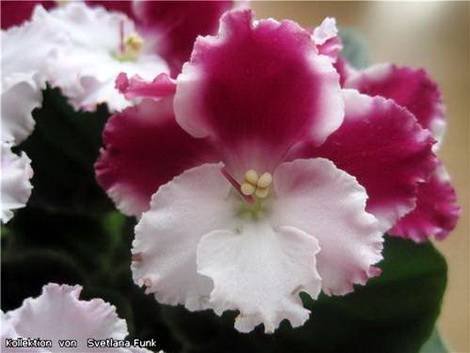 OptimaraMillennia1