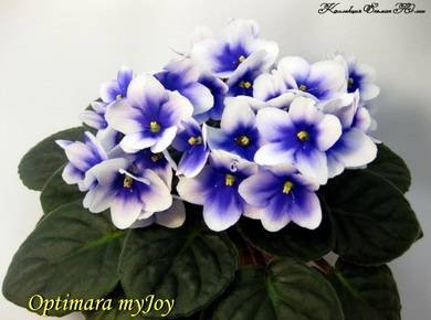 OptimaraMyJoy7