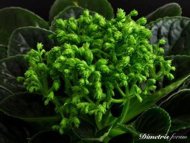 OptimaraNeverFloris2