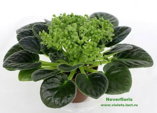 OptimaraNeverFloris6