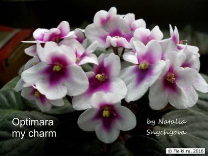 OptimaramyCharm7