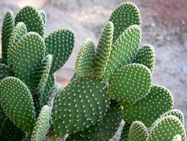 Opuntia31