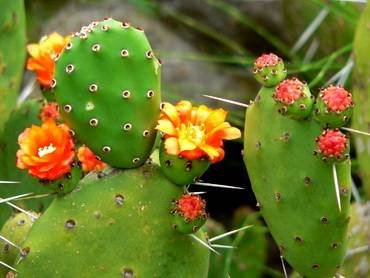 Opuntia32
