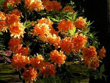 OrangeBoven