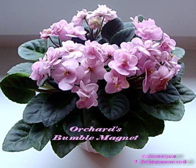 Orchard'sBumbleMagnet2