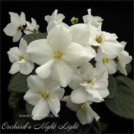 Orchard'sNightLight1