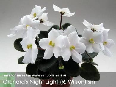 Orchard'sNightLight5