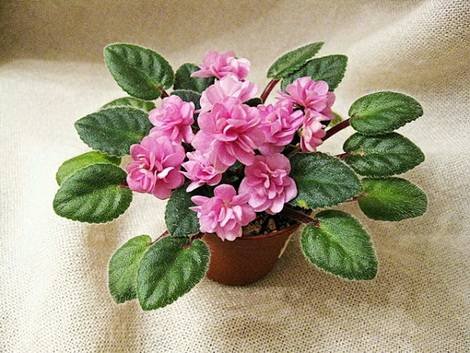 Orchard'sPinkChiffon1