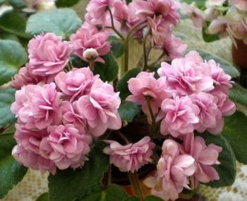 Orchard'sPinkChiffon2