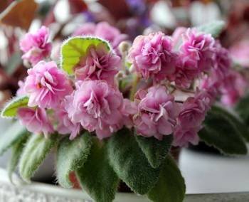 Orchard'sPinkChiffon3