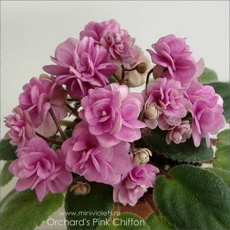 Orchard'sPinkChiffon4