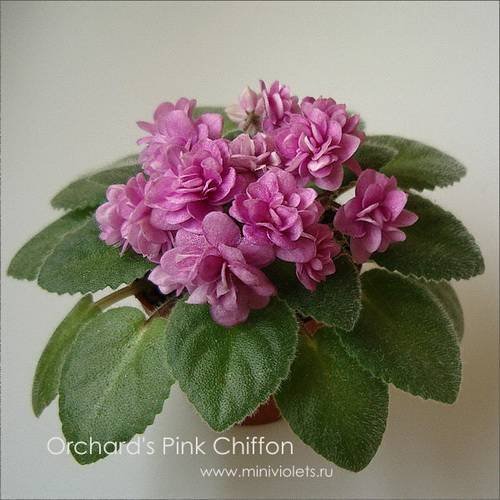 Orchard'sPinkChiffon5