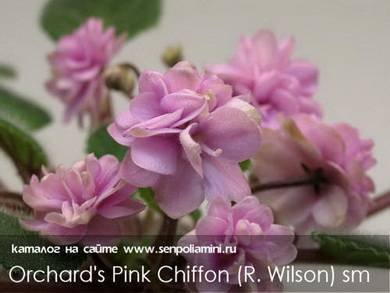 Orchard'sPinkChiffon7