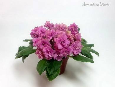 Orchard'sPinkChiffon8