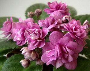 Orchard'sPinkChiffon9