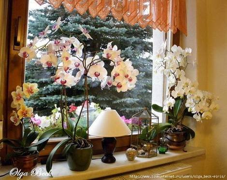 Orchids10