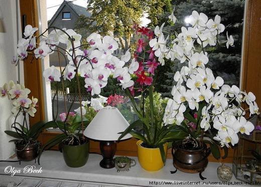 Orchids2