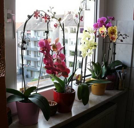 Orchids3