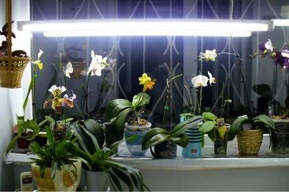 Orchids4