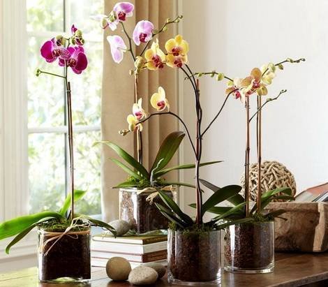 Orchids5