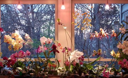 Orchids6