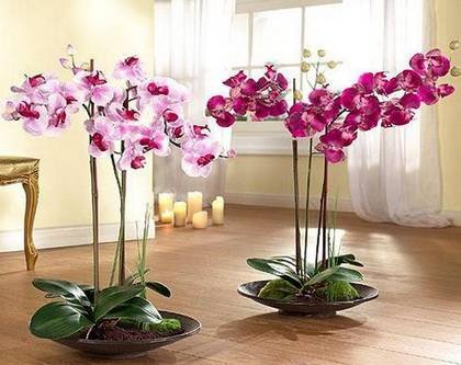 Orchids8