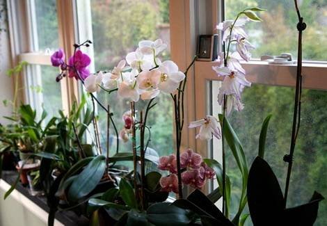Orchids9