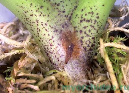 OrchidsБолезни8