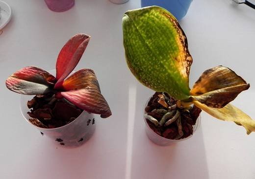 OrchidsБолезни9