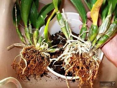 OrchidsДеление6