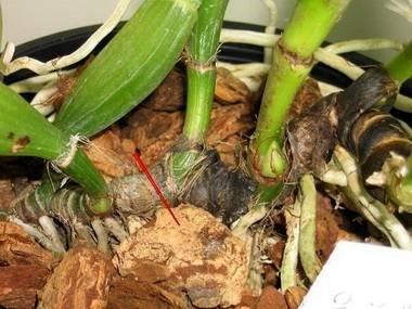 OrchidsДеление8