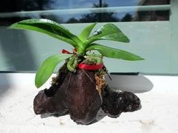 OrchidsГоршки9
