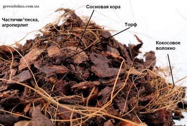 OrchidsГрунт7