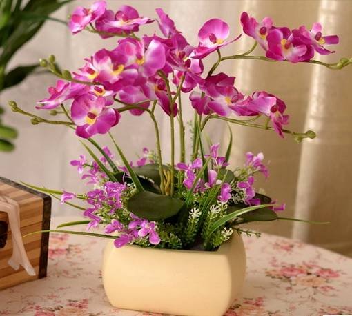 OrchidsМаг6