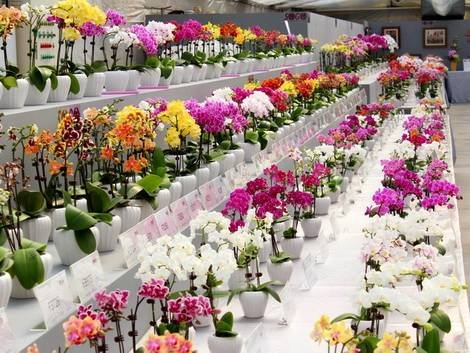 OrchidsМаг7